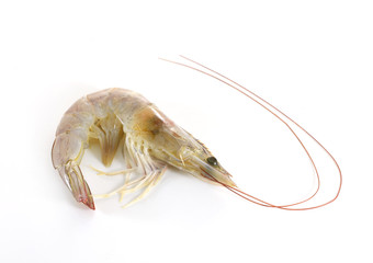 shrimps on white background