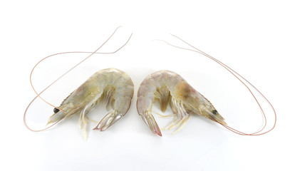 shrimps on white background