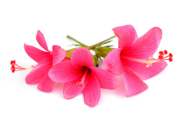 Flowers on a white background.