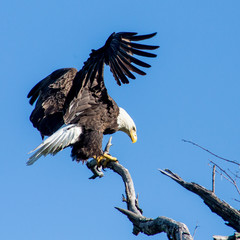Bald Eagle © benjaminjk