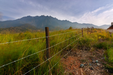 Fototapeta na wymiar Grass field with Mt Kinabalu in Kundasang, Sabah, malaysia