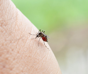 Mosquito sucking blood
