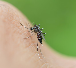 Mosquito sucking blood