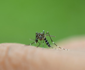 Mosquito sucking blood