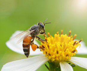 Bees to a flower.