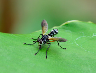 side view of robber fly ( asilidae) standing on green leaf