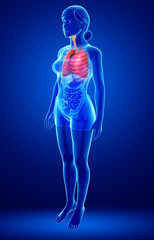 Female lungs anatomy