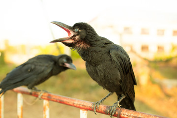 Crows holding on iron traffic barrier.