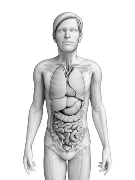 Digestive system of male anatomy