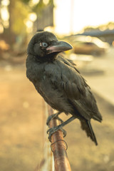 Crow holding on iron traffic barrier.