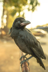 Crows holding on iron traffic barrier.