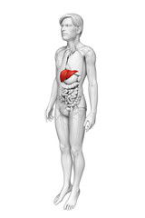 Male liver anatomy