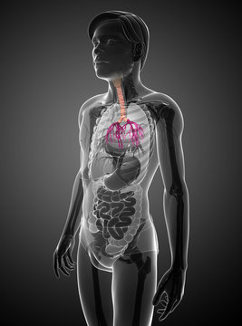 Male throat anatomy