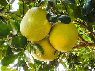 Pomelo fruits on tree