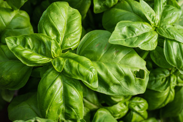 Basil plant with green leaves