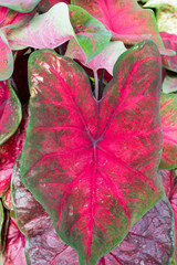 Colorful Caladium leaves on the plant