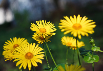 Yellow flowers