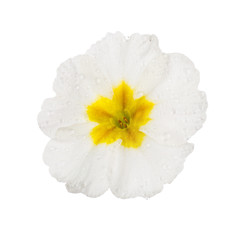 White  Primula with dew drops