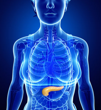 Female pancreas anatomy