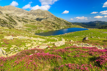 Mountains,pink rhododendrons and glacier lake,RetezatRomania