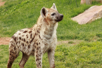 hyena