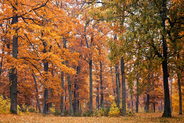 Fototapeta premium Autumn forest