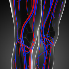 Fototapeta premium Knee circulatory system