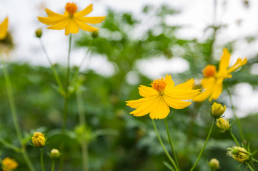 Cosmos flowers