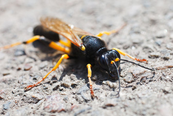 Wasp macro