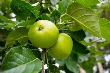 Fresh ripe green apples on tree