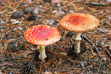 two fly agaric poisonous mushrooms in autumn