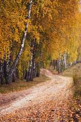 Autumn forest road