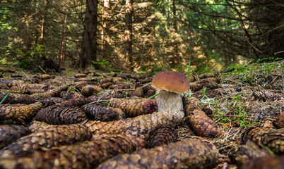  Boletus edulis