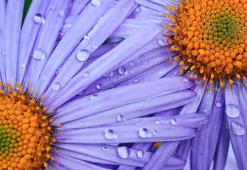 Papier Peint photo Marguerites beautiful purple daisy flowers