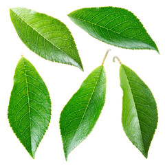 Cherry leaf. Collection isolated on white