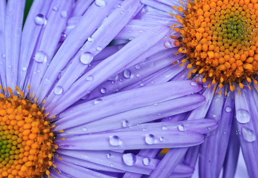 Fototapeta beautiful purple daisy flowers