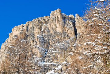 Fototapeta na wymiar bare tree and rock in Dolomites mountain