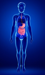 Small intestine anatomy of male