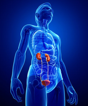 Male Urinary System