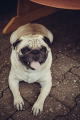 pug dog