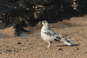 Obraz premium detail of spotted pigeon standing on beach