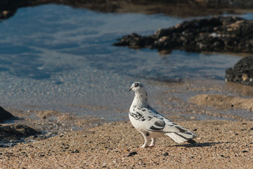 spotted pigeon standing on beach