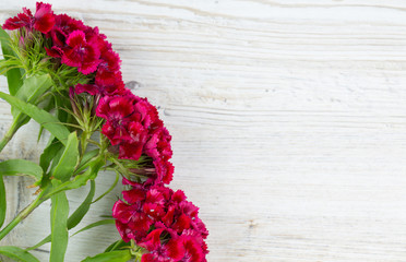 small carnation (dianthus barbatus) flowers on wooden surface
