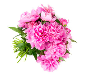 pink peonies isolated on white background