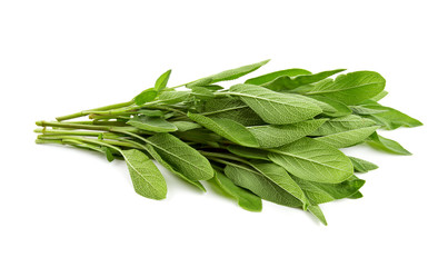 sage isolated on white