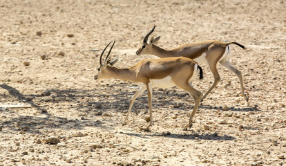 Young antelope on desert background