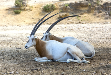 Young antelope on desert background
