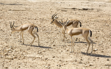 Young antelope on desert background