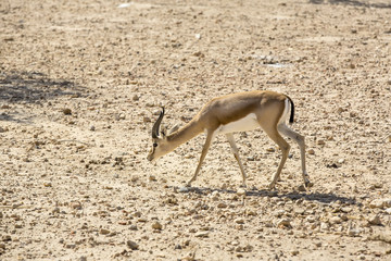 Young antelope on desert background