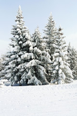 snowbound fir trees in area Via Lattea, Italy